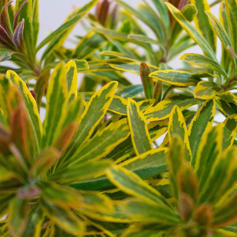 Euphorbia Ascot Rainbow