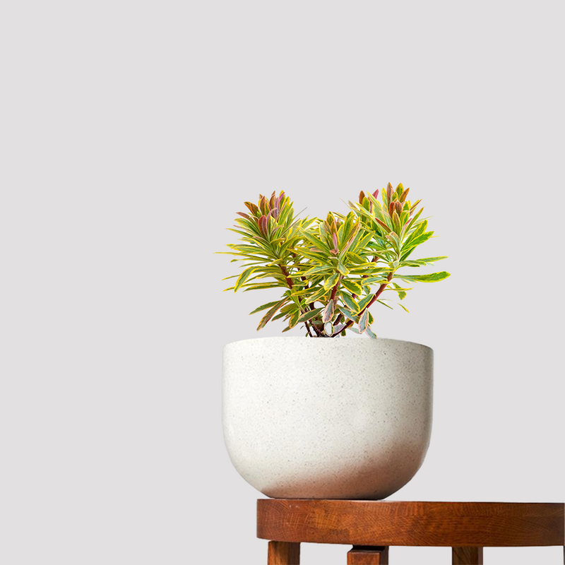 Euphorbia Ascot Rainbow