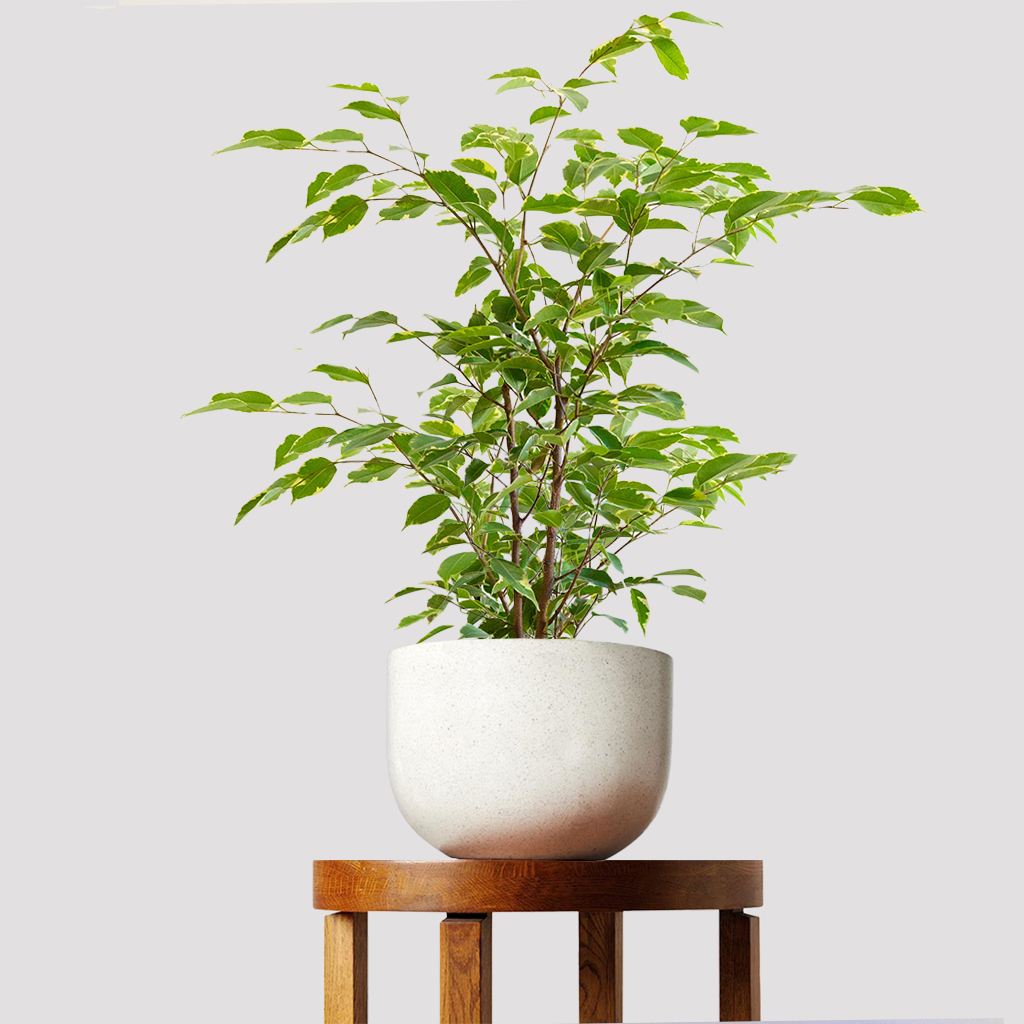 Ficus Benjamina Variegated