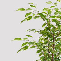 Ficus Benjamina Variegated