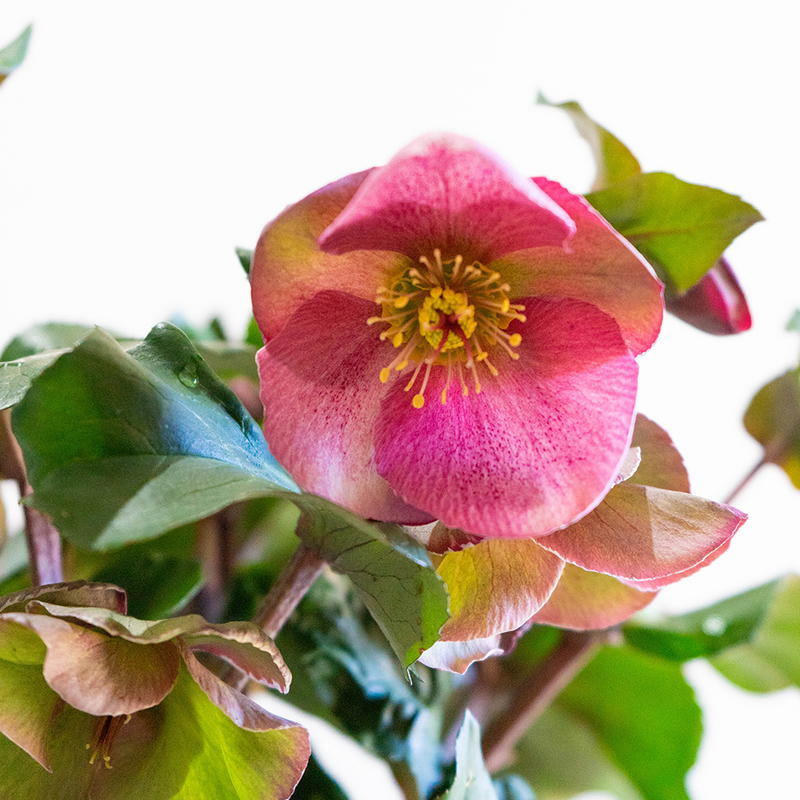 Helleborus Charmer