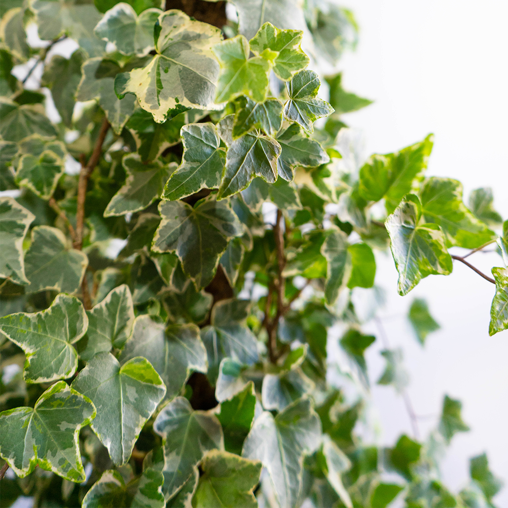 Hedera Helix "Variegata"