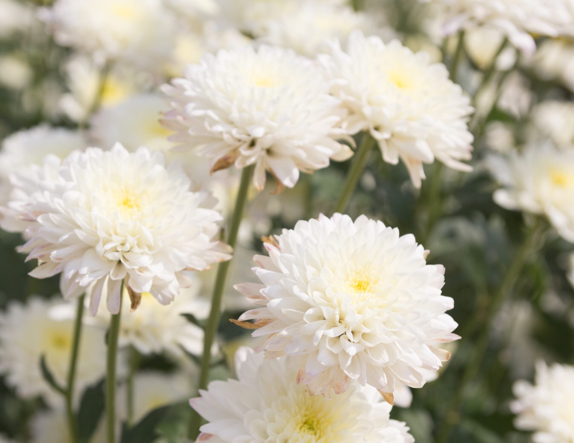Gardening Mum "Mother's Day Special"