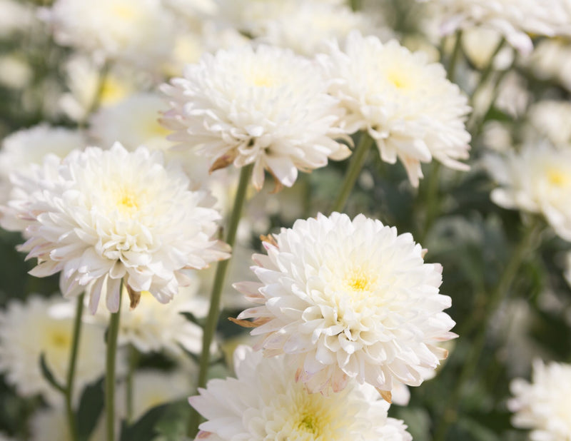Gardening Mum "Mother's Day Special"