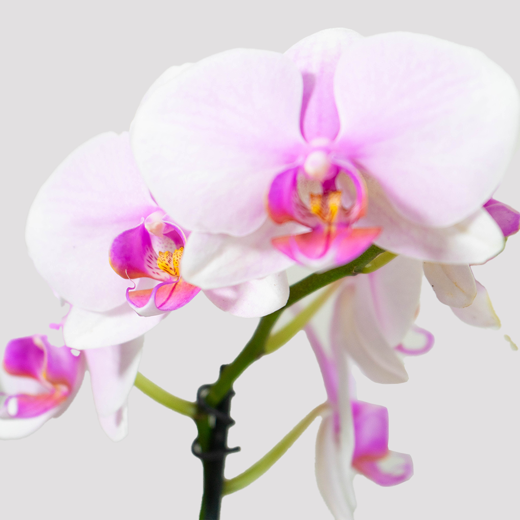 Phalaenopsis Orchid Flowering