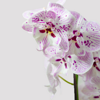 Phalaenopsis Orchid Flowering