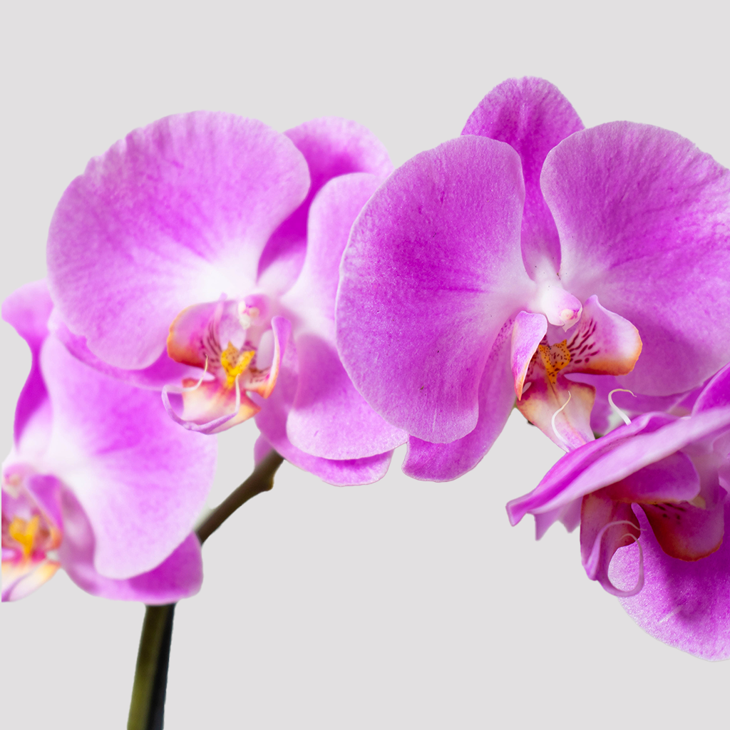 Phalaenopsis Orchid Flowering