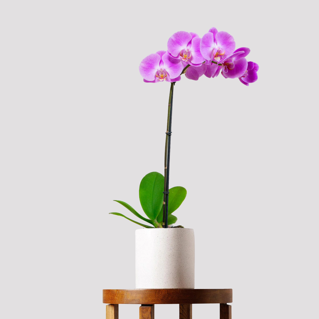 Phalaenopsis Orchid Flowering