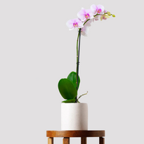 Phalaenopsis Orchid Flowering