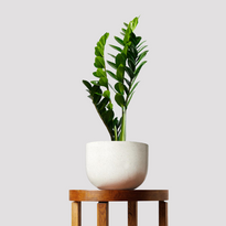 ZZ Plant