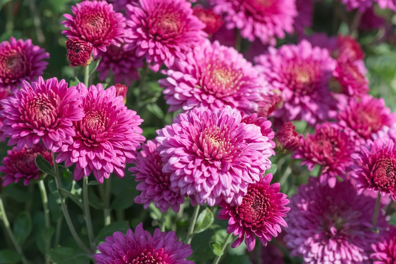 Gardening Mum "Mother's Day Special"