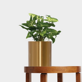 Stunning Laiton Brass Plant Pot with Syngonium Pixie from The Good Plant Co