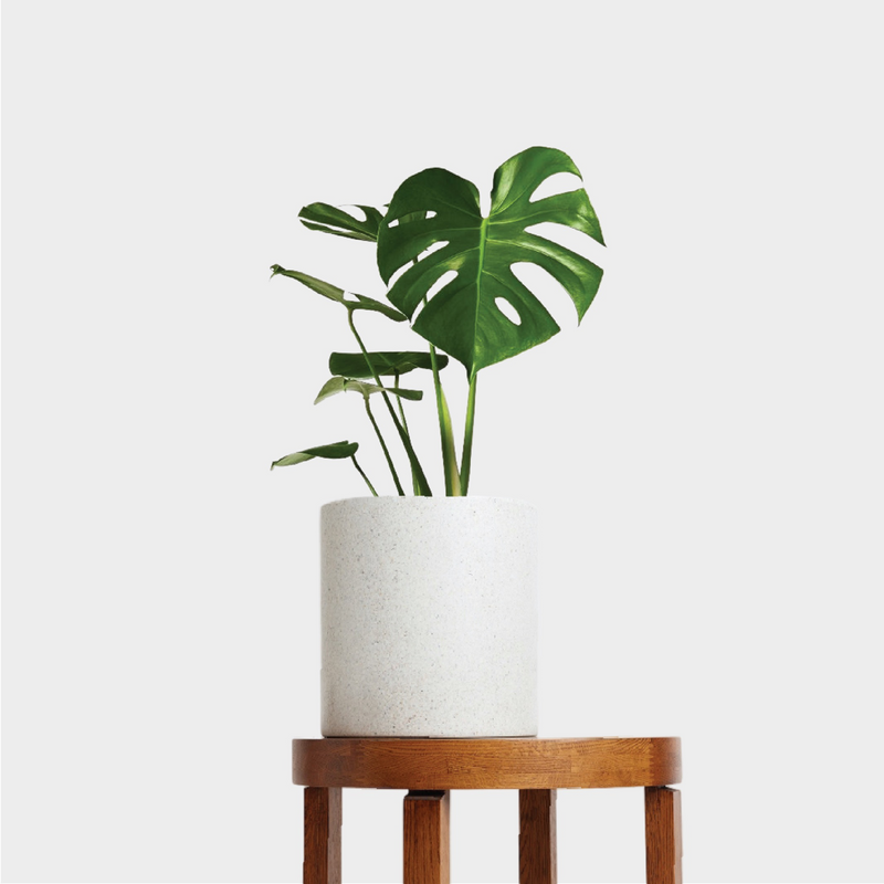 Monstera Deliciosa and Pot Gift
