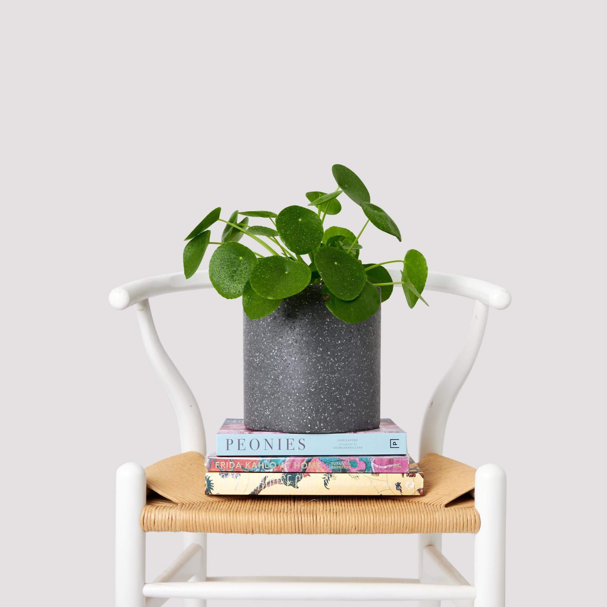 Modern decor with Chinese Money Plant on a chair with accessories