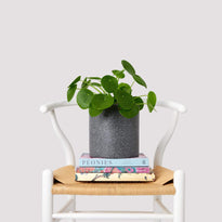 Modern decor with Chinese Money Plant on a chair with accessories