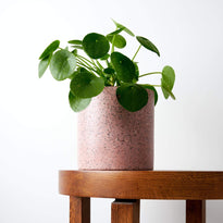Chinese Money Plant in a beautiful pink pot on a timber table is charming