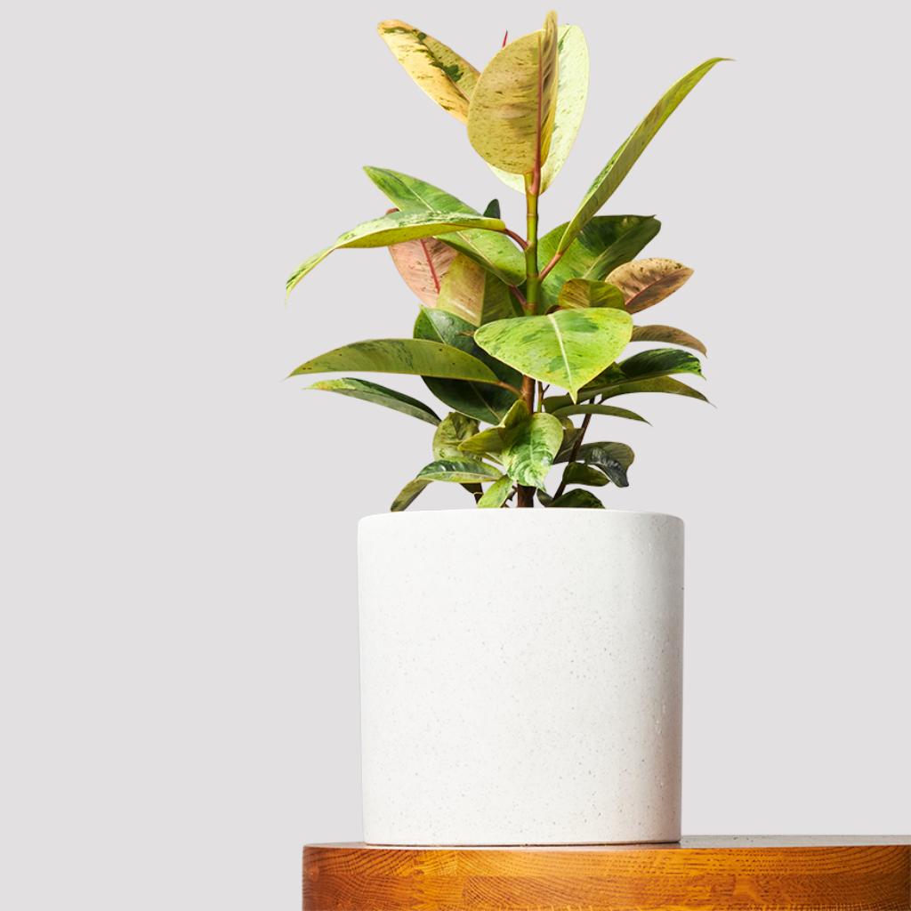 Indoor Plant Ficus Shivereana in Jardin Terrazzo Pot -  White on a timber table