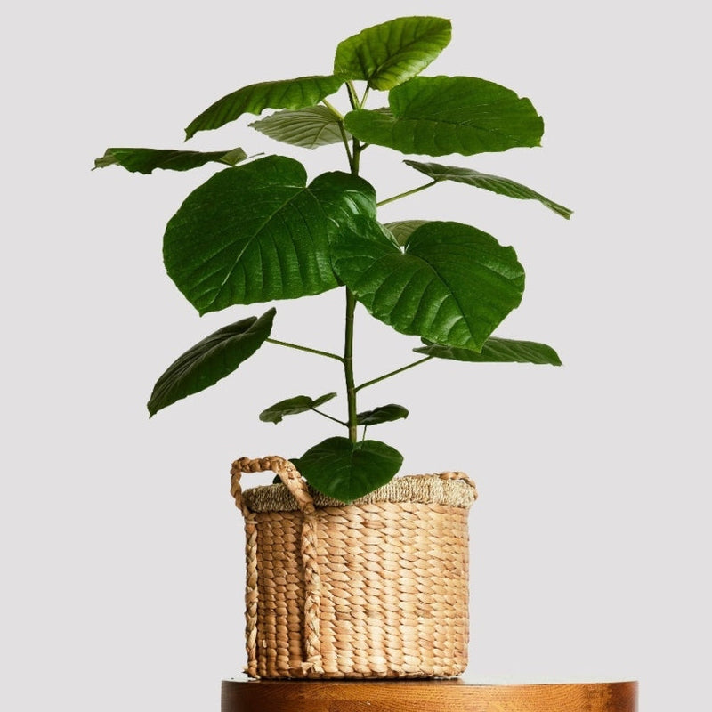 Ficus Umbellata Indoor Plant in Basket with Handle