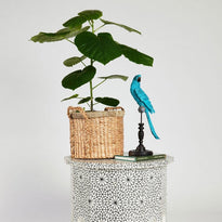 Ficus Umbellata The Good Plant Co Indoor Plant on Table The Good Plant Co