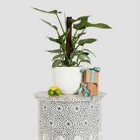 philodendron Hastatum Silver Sword for sale