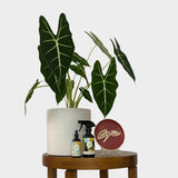 Elephant Ears Red Trinket Dish with Alocasia Frydek