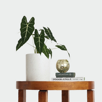 Elegant Alocasia Frydek Green Velvet in a white pot with accessories on a  table