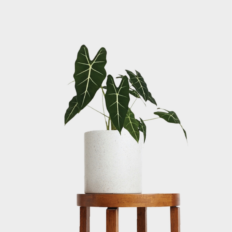 Alocasia Frydek 'Green Velvet'