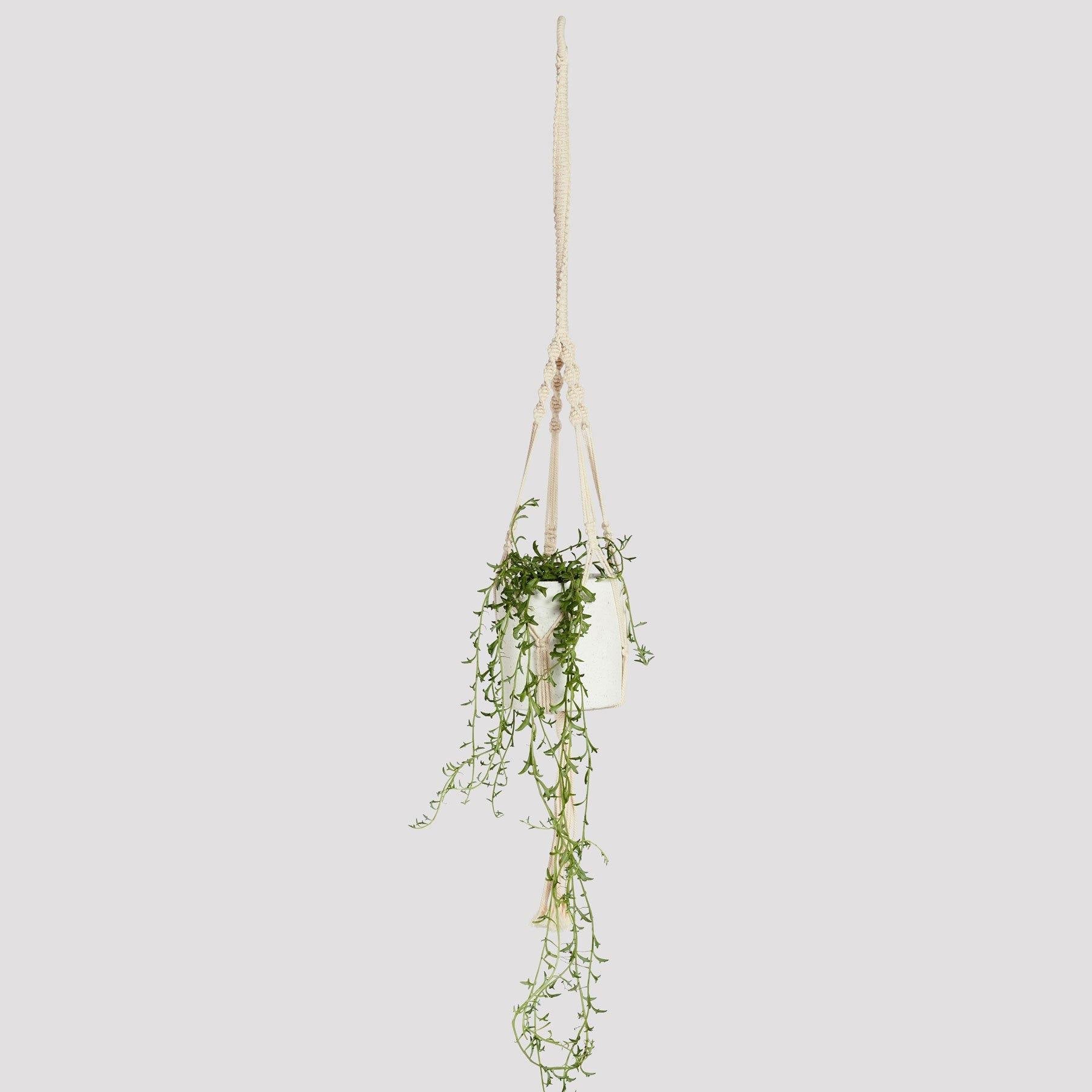 Arden Natural Rope Macrame Hangerwith String of Dolphins in Jardin White Pot