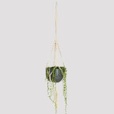 Arden Natural Rope Macrame Hanger with String of Pearls in Pierre Black Pot