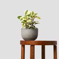 Baby Rubber Albo-Marginata indoor plant resting elegantly on a wooden table