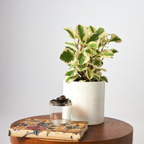 Peperomia Obtusifolia Albo-Marginata in White Pot decorated on a timber table with accessories