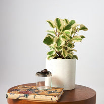 Timber Table with Baby Rubber Plant Albo-Marginata in White Pot with accessories
