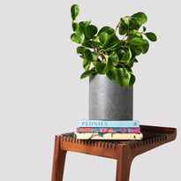 Black Pot with Baby Rubber Plant Variegated on timber stool