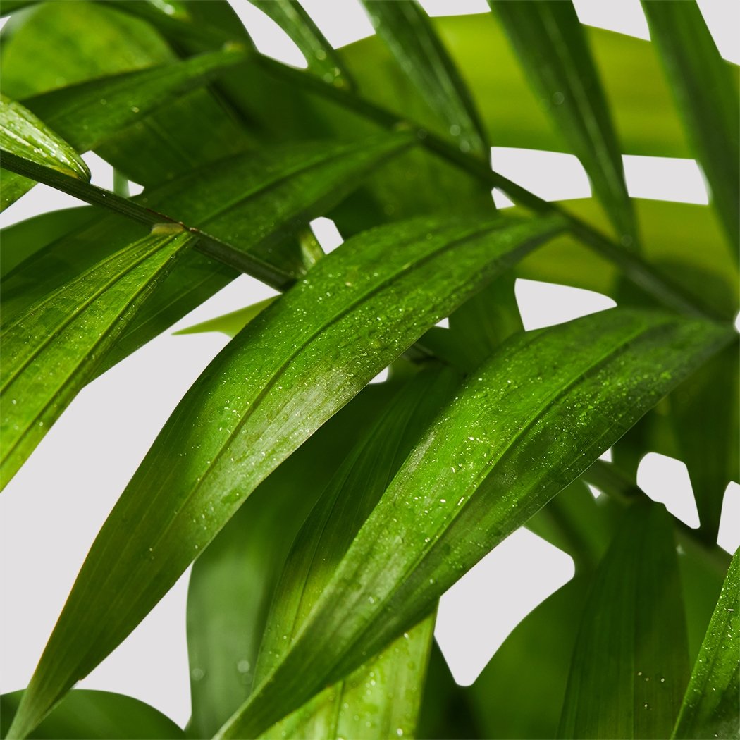 Structured Leaves of Bamboo Parlor Palm Indoor Plant Leaf at The Good Plant Co