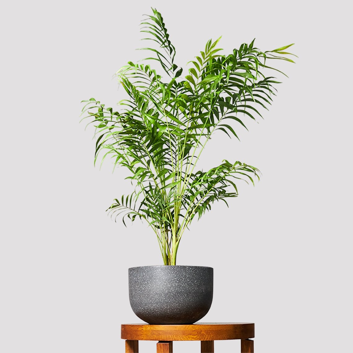 Bamboo Parlor Palm Indoor Plant sitting tall in a black pot