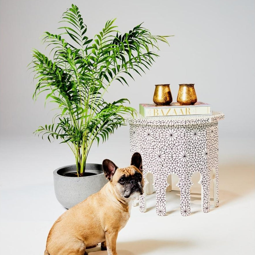 Bamboo Parlor Palm decor with black and white table, candle holders and dog