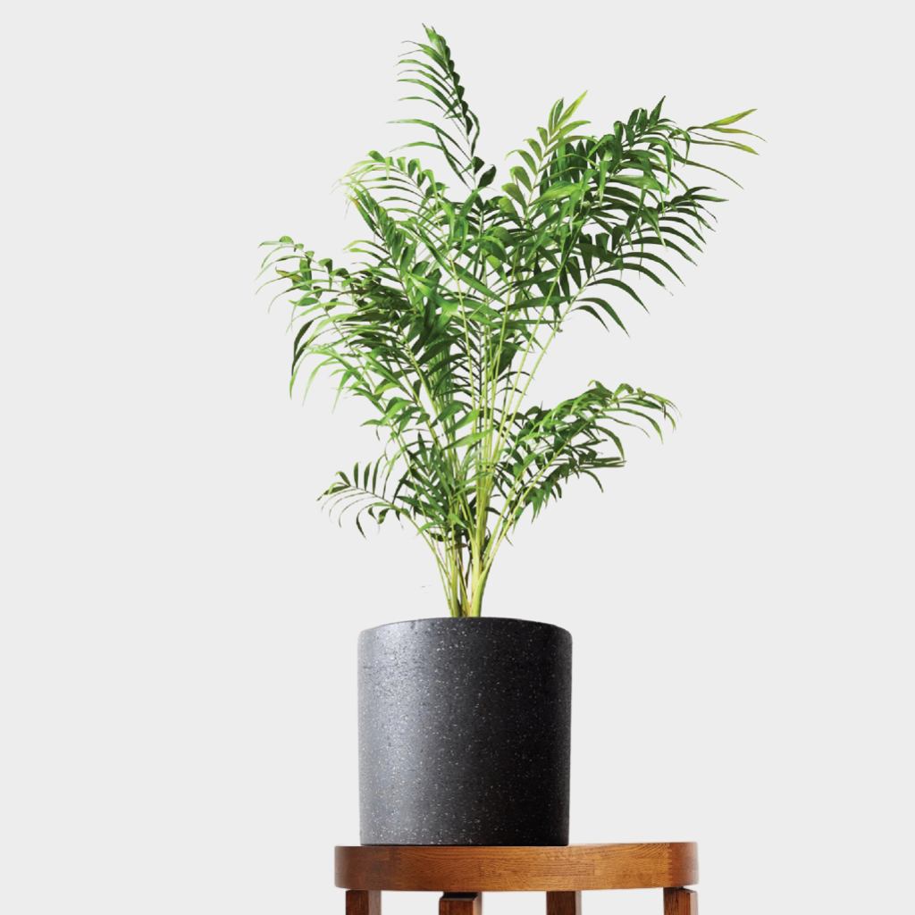 Bamboo Parlor Palm Plant Gift including Black Pot from The Good Plant Co