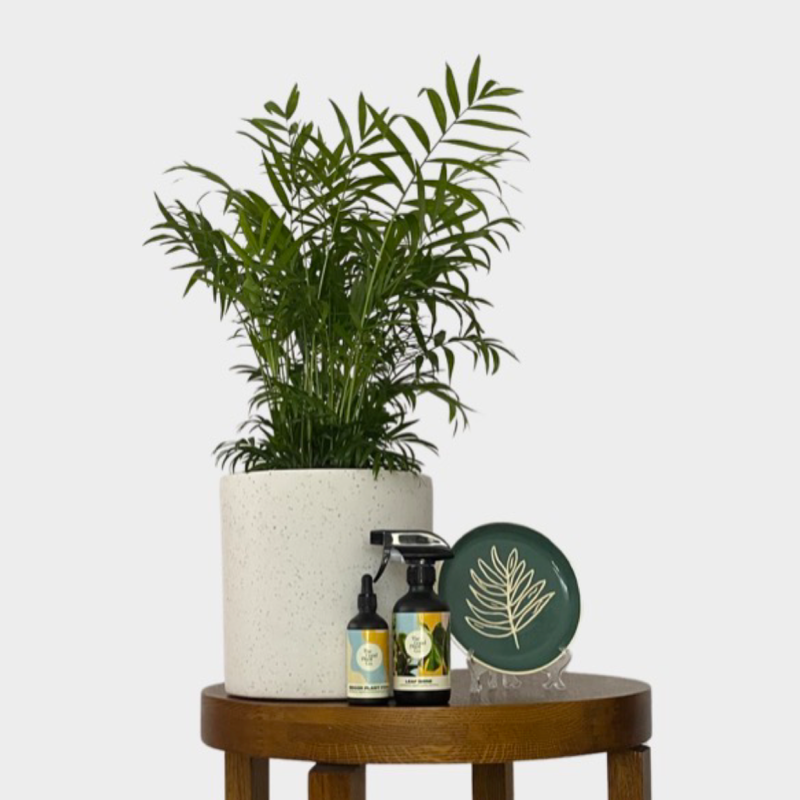 Green Trinket Dish with Bamboo Parlor Palm in Pot on timber table