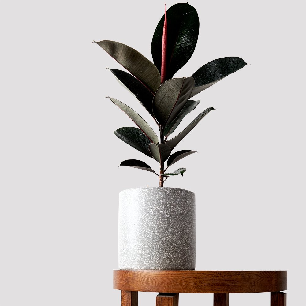 Burgundy Rubber Tree Plant with Dark Green Leaves