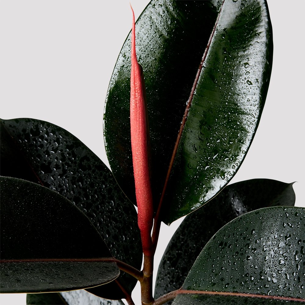 Dark Green Leaf o fBurgundy Rubber Tree indoor plant