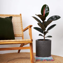Rattan Chair with Burgundy Rubber Tree Plant