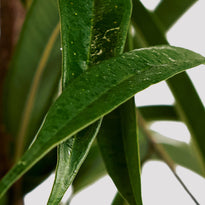 Ficus Ali Plant Leaf at The Good Plant Co