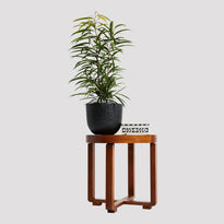 Ficus Alii Indoor Plant in Pierre Black Pot on Table The Good Plant Co