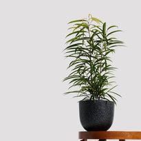 Ficus Alii in Pierre Terrazzo Pot Black from The Good Plant Co