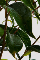 Ficus Midnight Petite Indoor Plant Leaf at The Good Plant Co