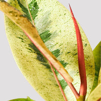 Ficus Shivereana Indoor Plant Leaf at The Good Plant Co