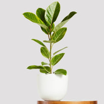 Ficus Yellow Gem Indoor Plant in Pierre White Pot at The Good Plant Co