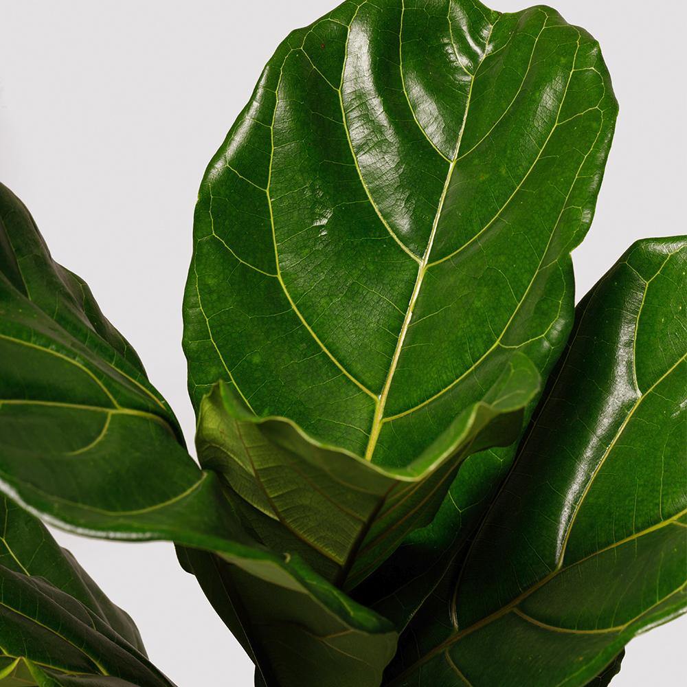 Luscious Leaf of a Fiddle Leaf Fig Tree at The Good Plant Co