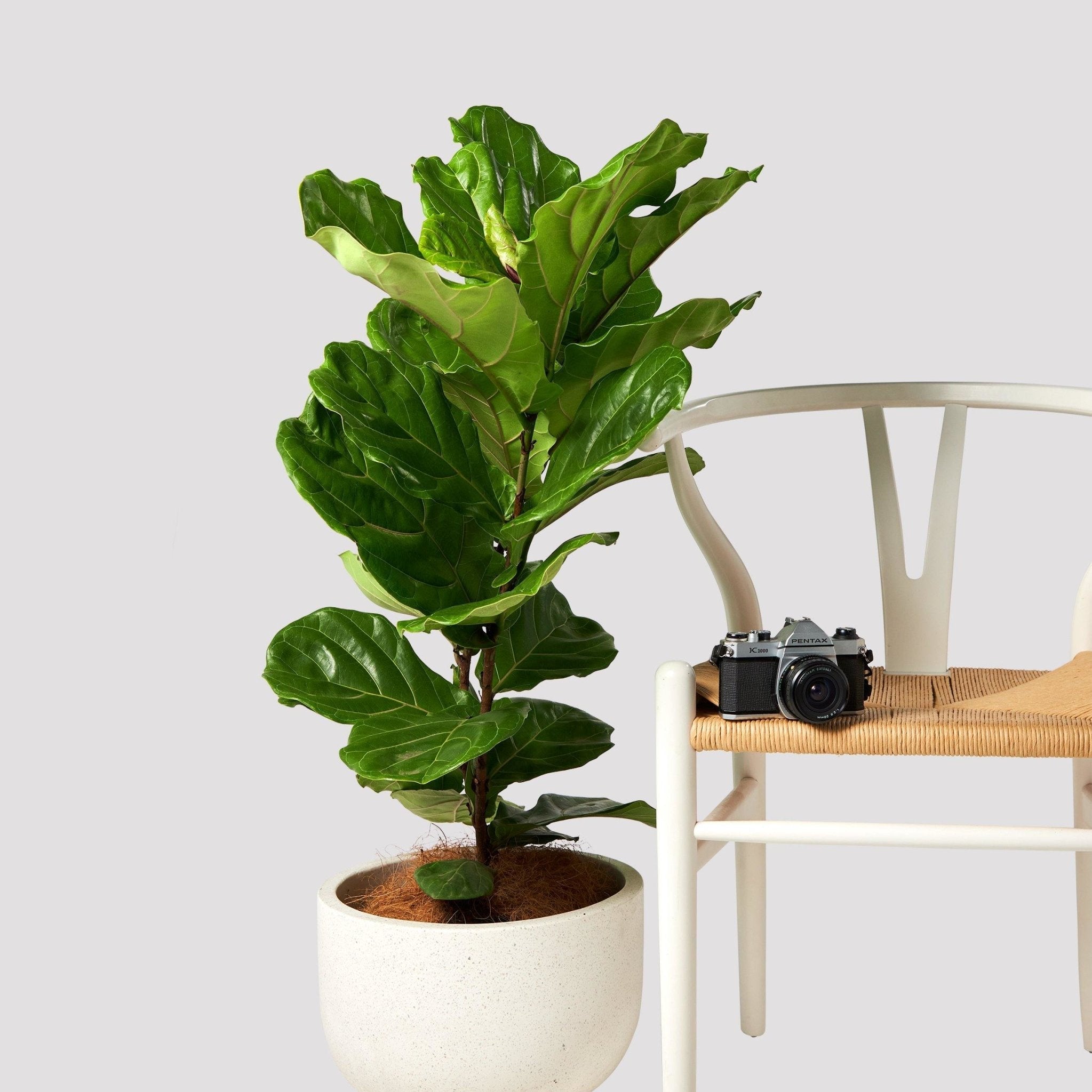 Fiddle Leaf Fig for Sale in an elegant white pot, displayed beside a chair.
