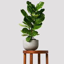 Large Fiddle Leaf Fig Tree for Sale sitting tall in a chic grey pot, on a wooden table.